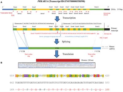 Novel PRKAR1A mutation in Carney complex: a case report and literature review